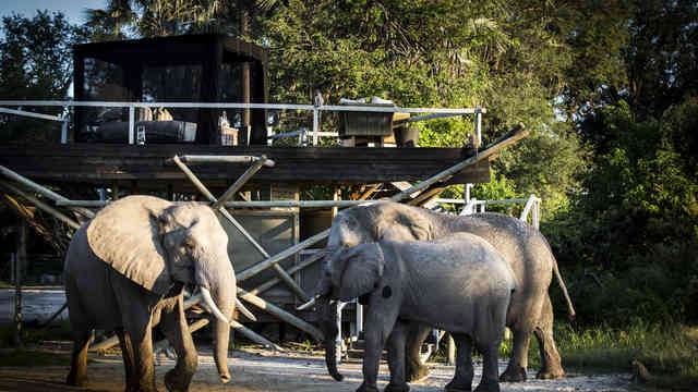 Elephant Interaction at Abu Camp