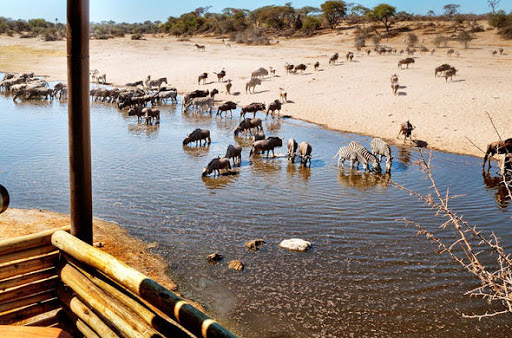 Boteti River with Wildebeest & Zebra